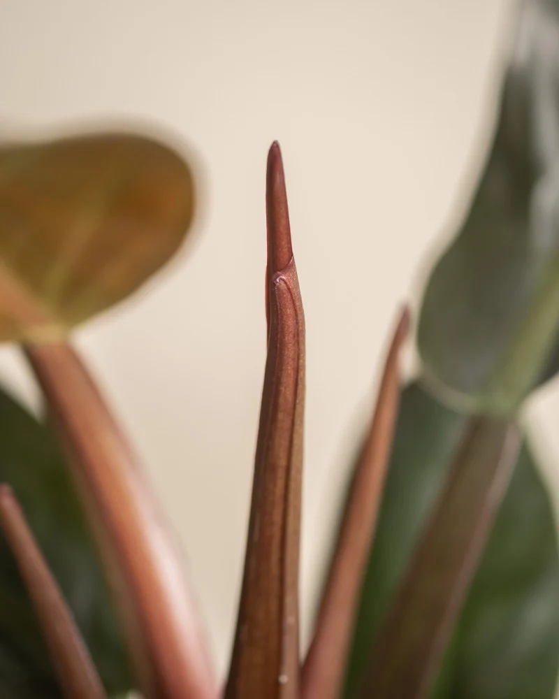 Philodendron 'Imperial Red'