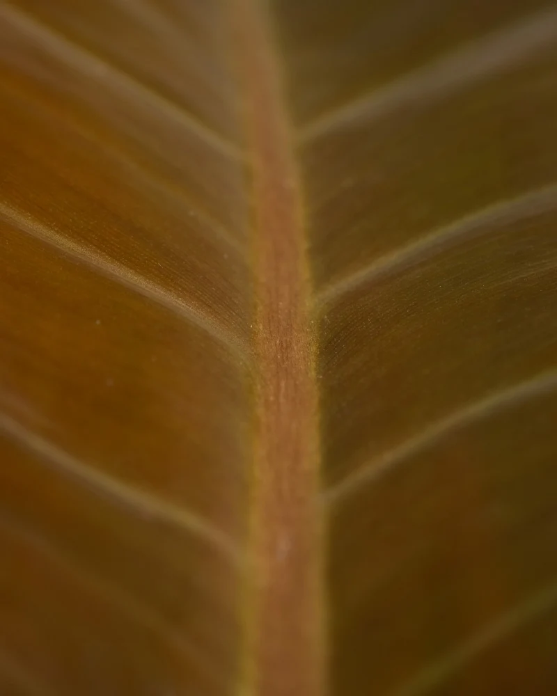 Philodendron 'Imperial Red'