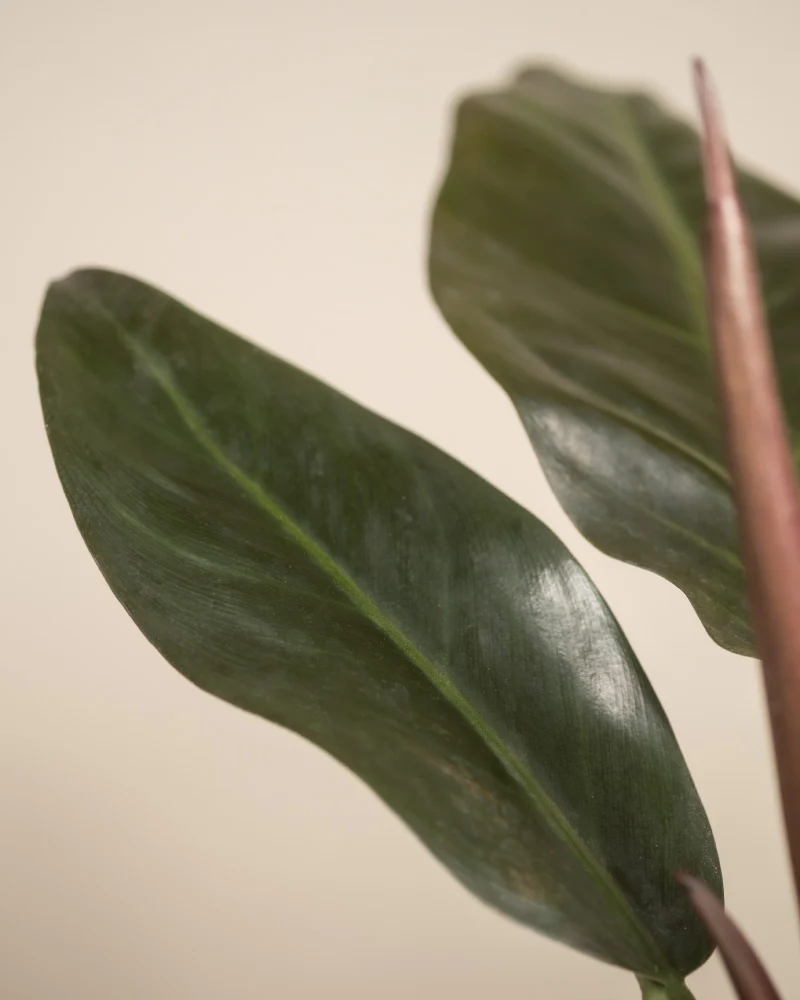 Philodendron 'Imperial Red'