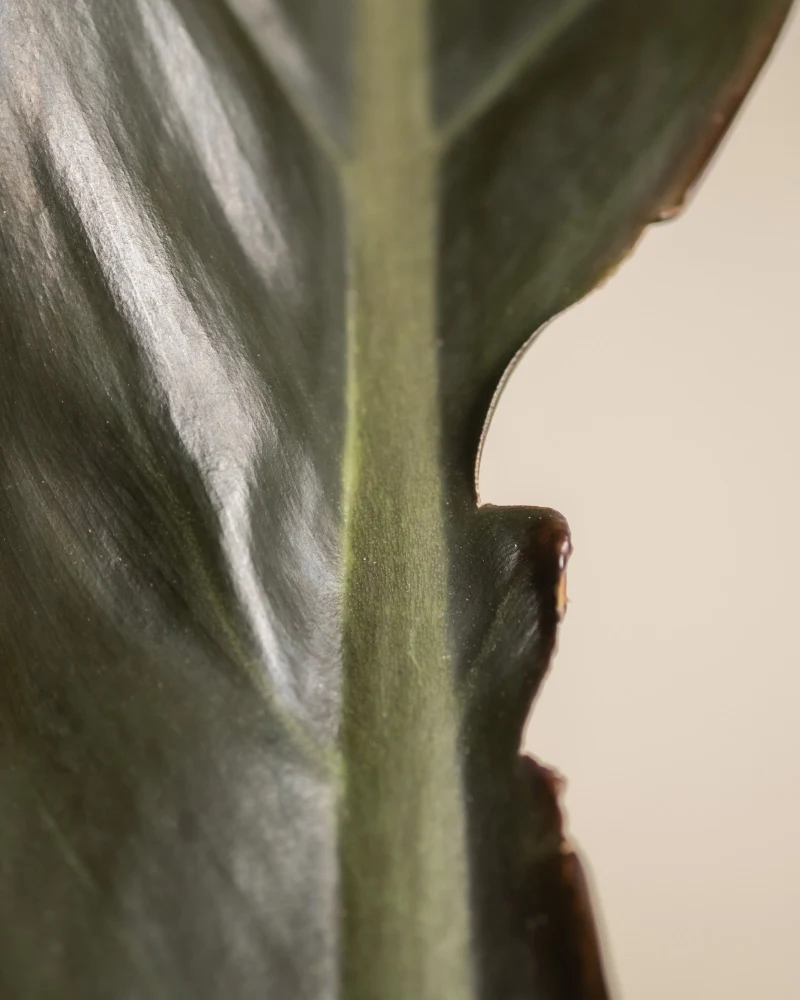 Philodendron 'Imperial Red'