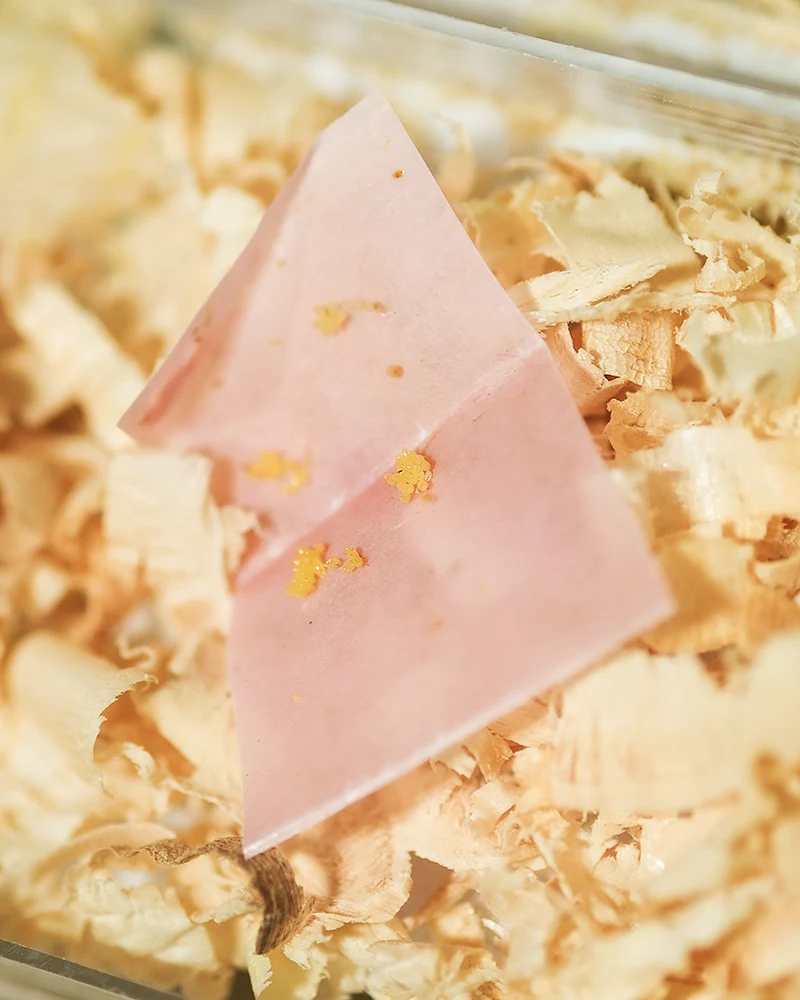 Aufzuchtset für Marienkäfer
