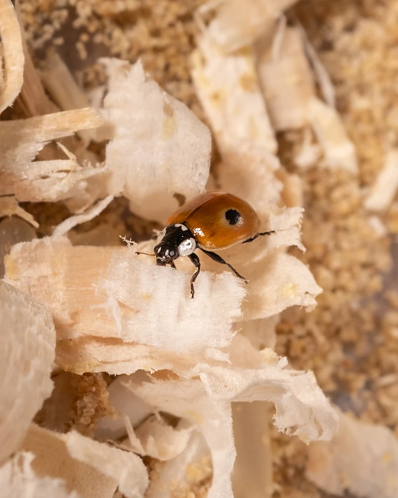 Aufzuchtset für Marienkäfer