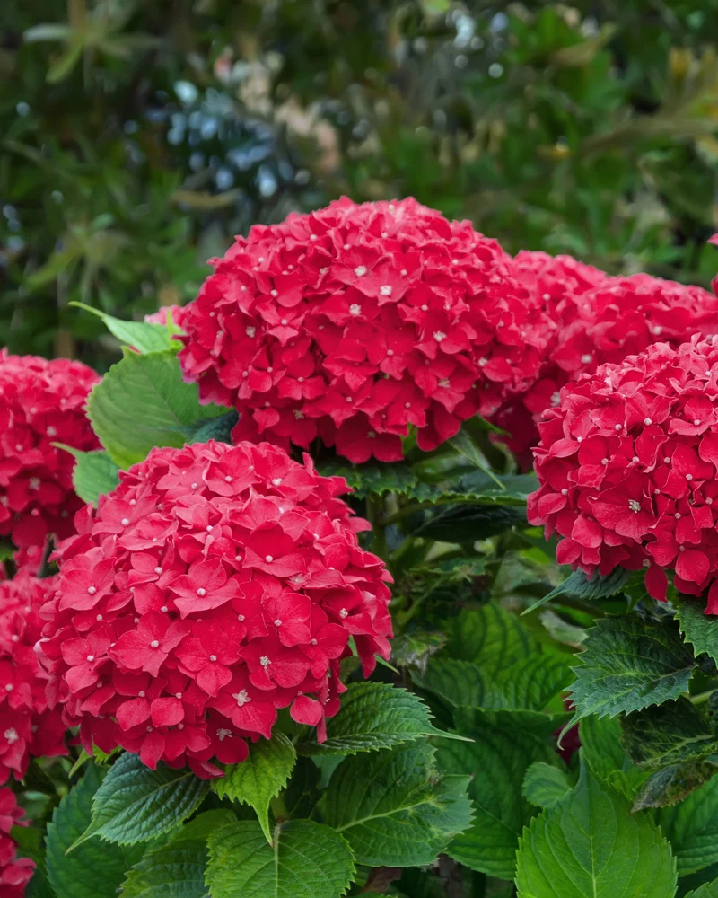Rote Hortensie