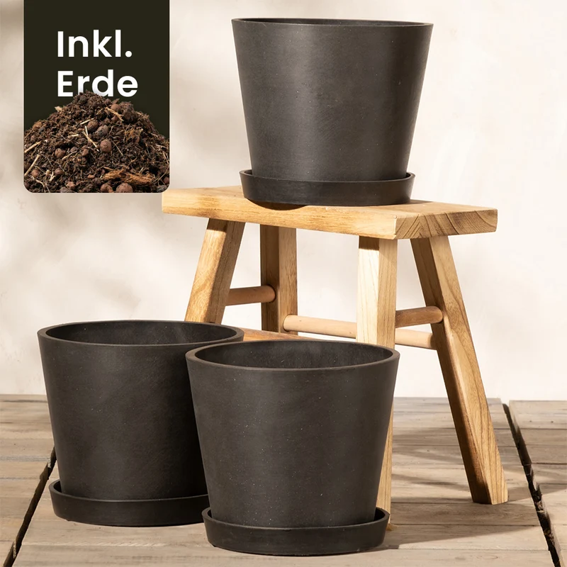 Pflanzkübel-Set Amsterdam (3x 20)