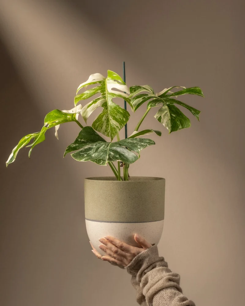 Monstera deliciosa variegata