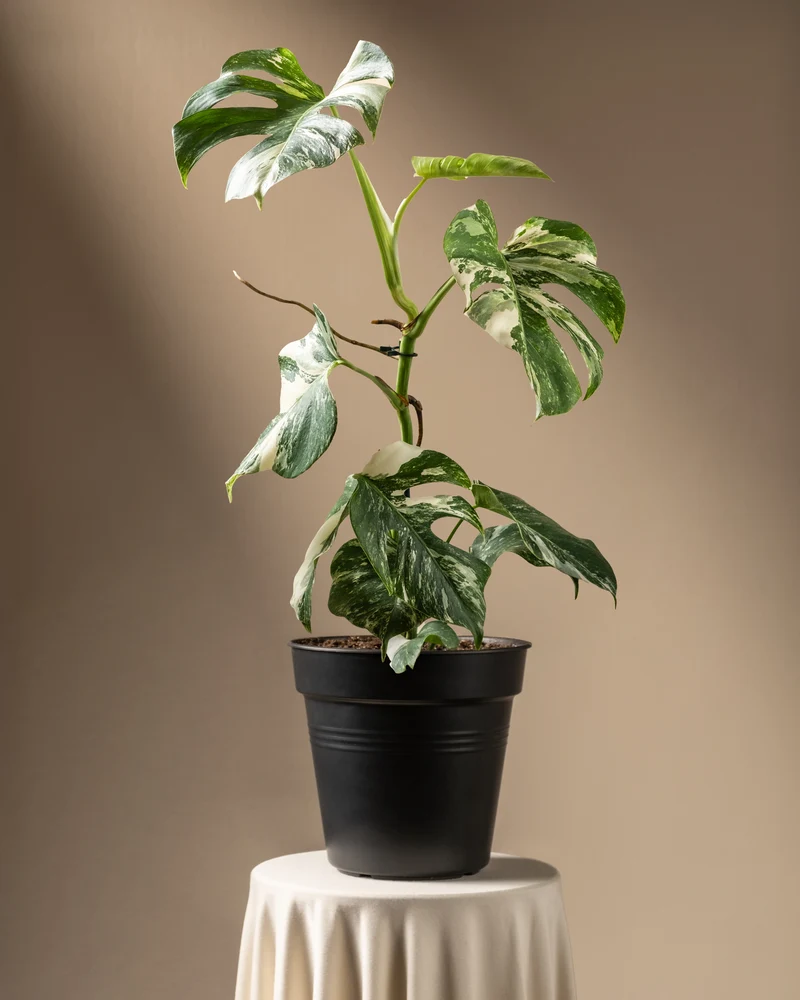 Monstera deliciosa variegata