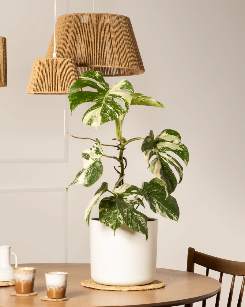 Monstera deliciosa variegata