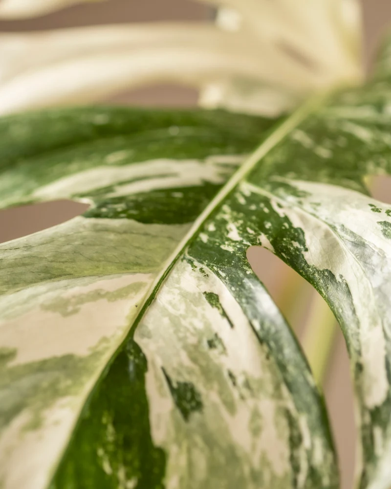 Monstera deliciosa variegata