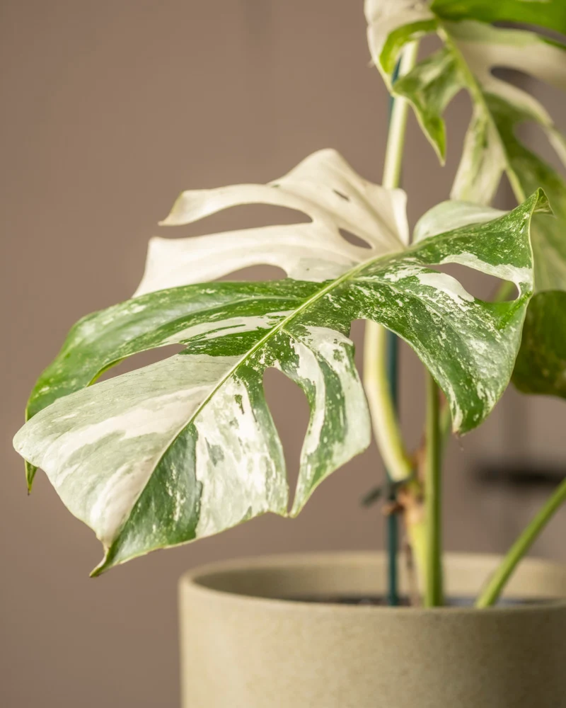 Monstera deliciosa variegata