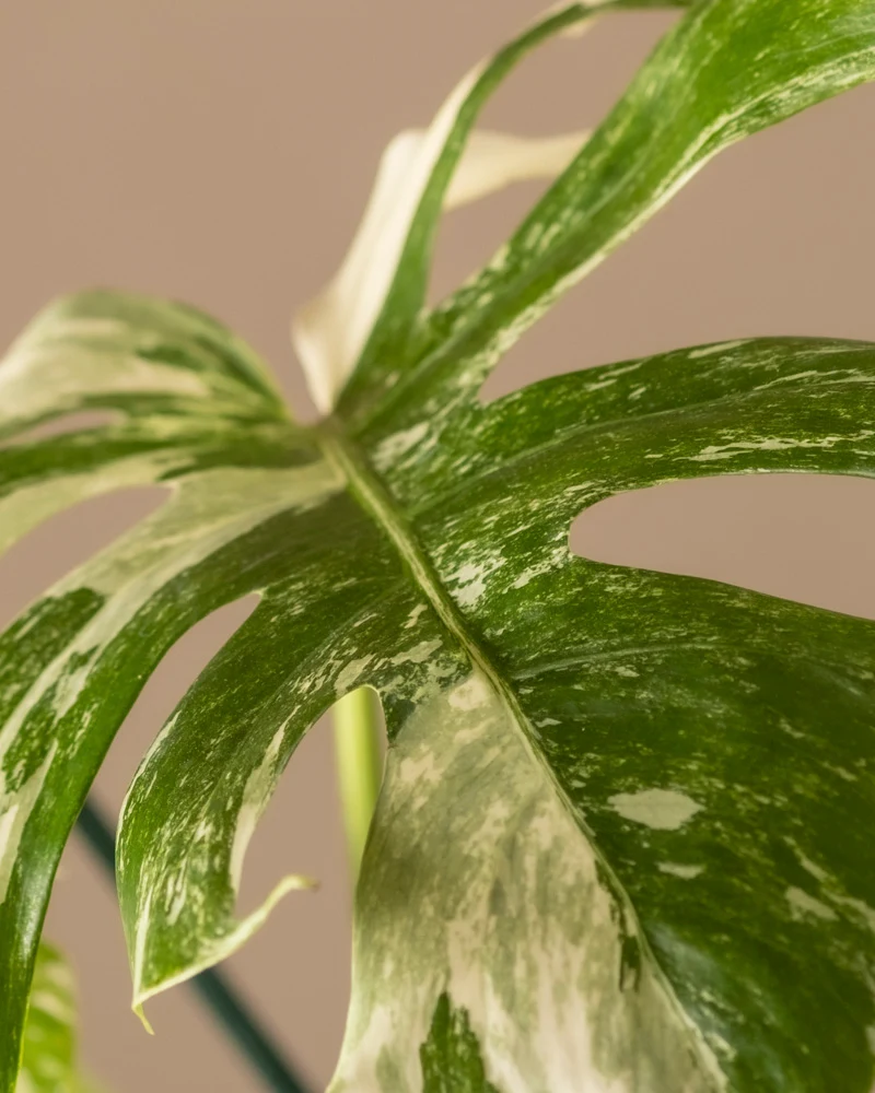 Monstera deliciosa variegata