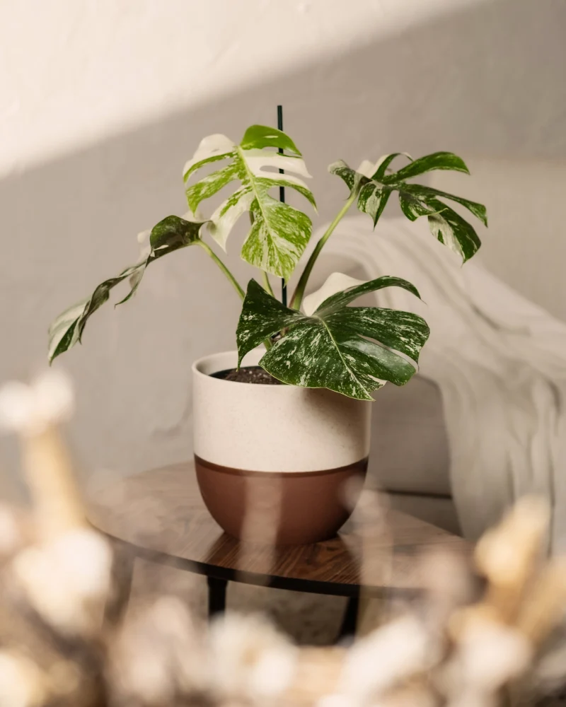 Monstera deliciosa variegata