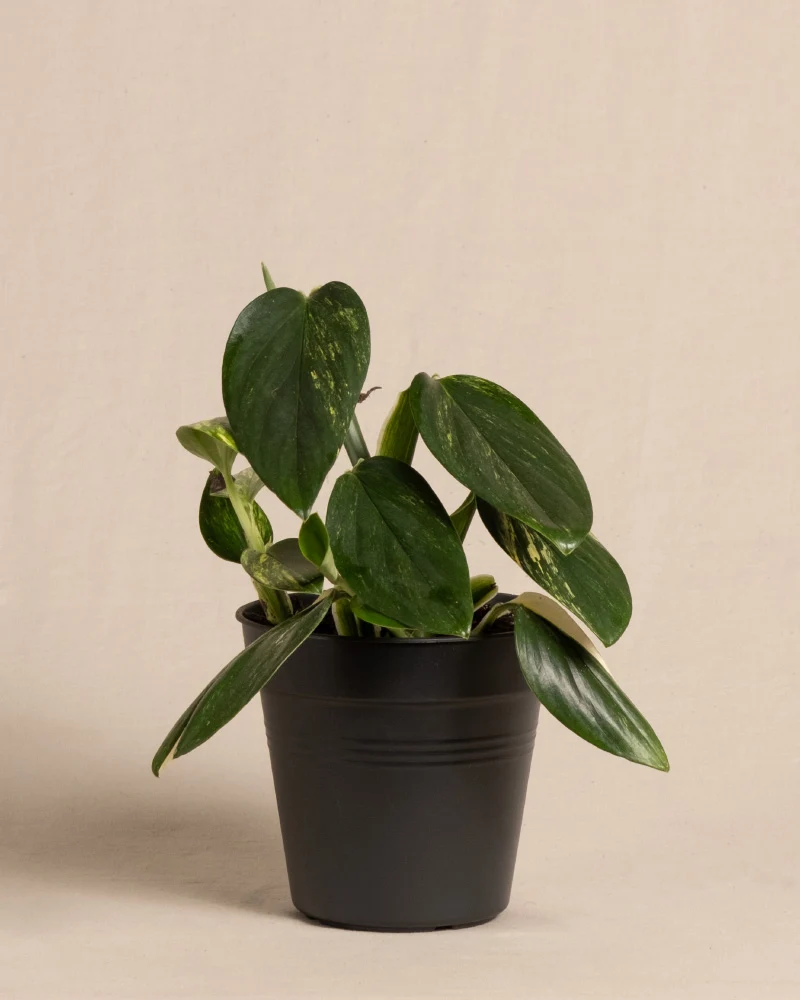Monstera standleyana