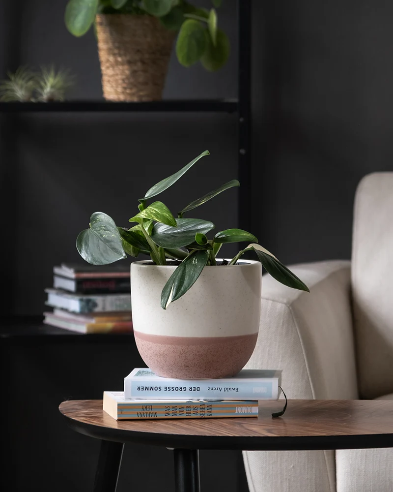 Monstera standleyana