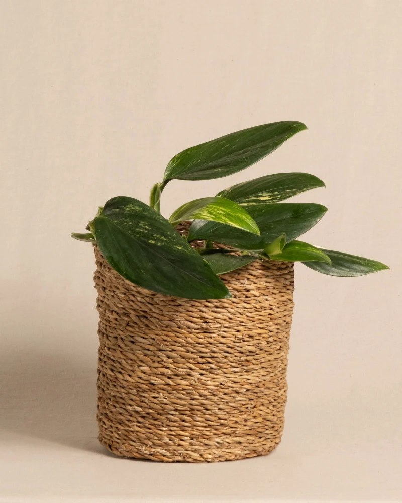 Monstera standleyana