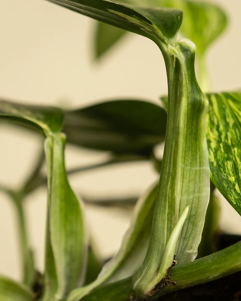 Monstera standleyana