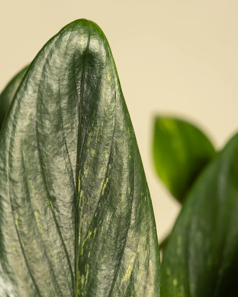 Monstera standleyana