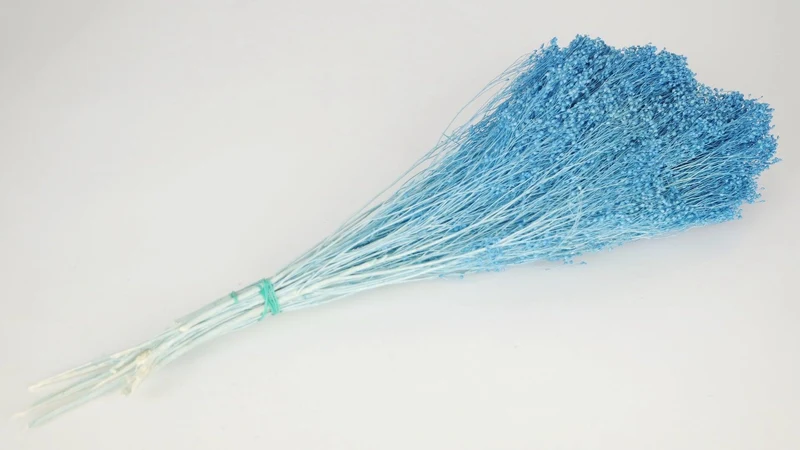 Broom Bloom getrocknet - 1 Strauß - Azurblau