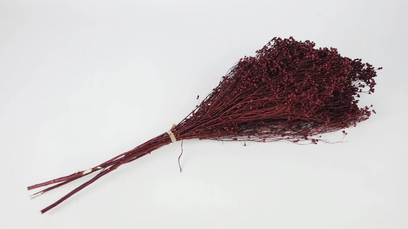 Broom Bloom getrocknet - 1 Strauß - Berry