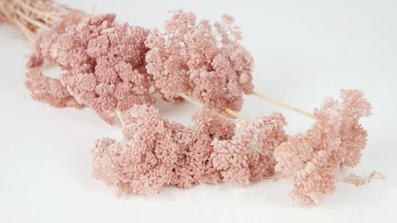 Achillea Filipendula getrocknet - 1 Bund - Litschi