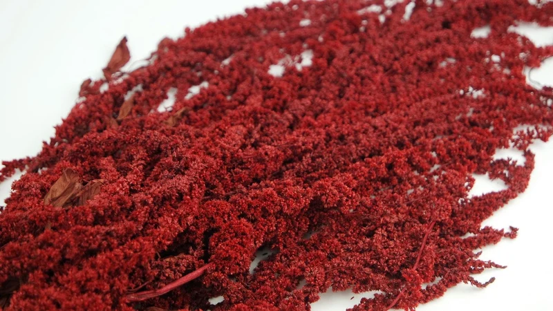 Stabilisierter Amarant - 1 Bund - Rot