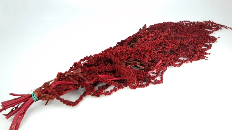 Stabilisierter Amarant - 1 Bund - Rot