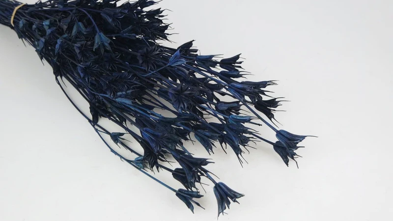 Nigella orientalis - 1 Bund - Blau