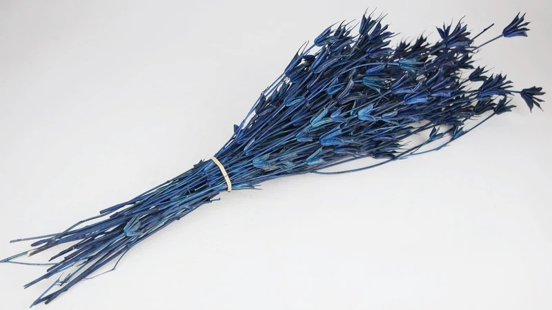 Nigella orientalis - 1 Bund - Blau