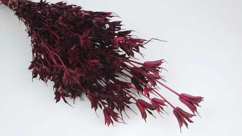 Nigella orientalis - 1 Bund - Berry