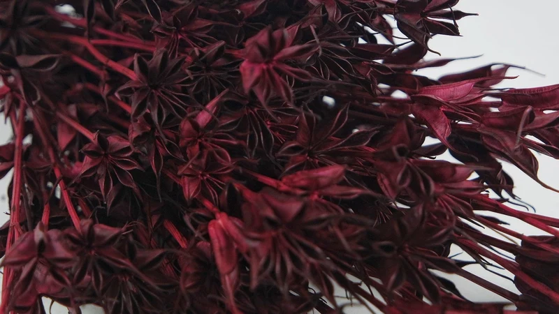 Nigella orientalis - 1 Bund - Berry