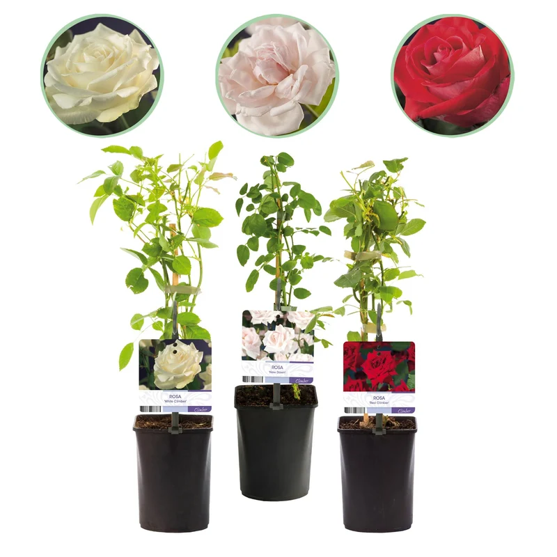 Kletterrose - Rose Tricolour - Blumen Rosa Weiß Rot - Geringer Pflegeaufwand - 3 Pflanzen - Topf 11cm Höhe 40cm