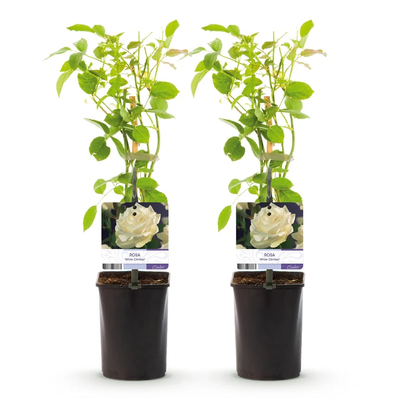 Kletterrose - Rose White Climber - Blüte Weiß - Wenig Pflege - 2 Pflanzen - Topf 11cm Höhe 40cm