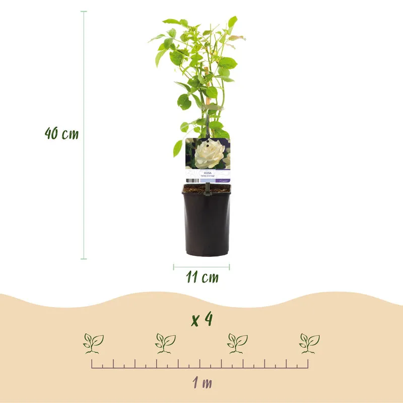 Kletterrose - Rose White Climber - Blüte Weiß - Wenig Pflege - 2 Pflanzen - Topf 11cm Höhe 40cm