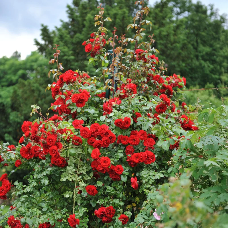 Kletterrose - Rosa Red Climber - Blüte Rot - Wenig Pflege - 2 Pflanzen - Topf 11cm Höhe 40cm