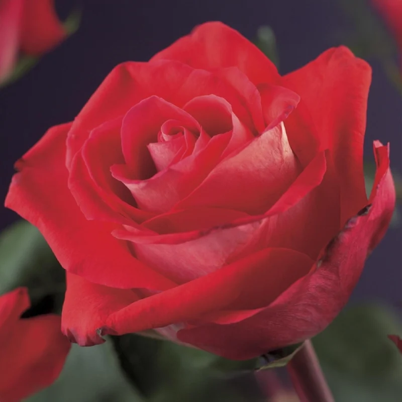 Kletterrose - Rosa Red Climber - Blüte Rot - Wenig Pflege - 2 Pflanzen - Topf 11cm Höhe 40cm