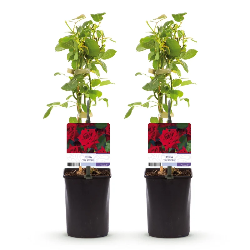 Kletterrose - Rosa Red Climber - Blüte Rot - Wenig Pflege - 2 Pflanzen - Topf 11cm Höhe 40cm