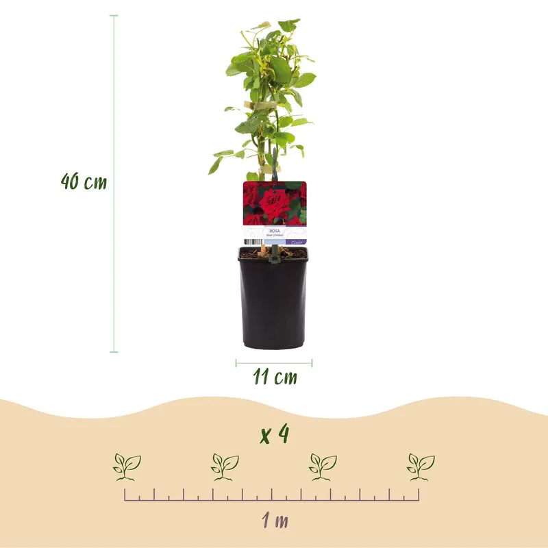 Kletterrose - Rosa Red Climber - Blüte Rot - Wenig Pflege - 2 Pflanzen - Topf 11cm Höhe 40cm