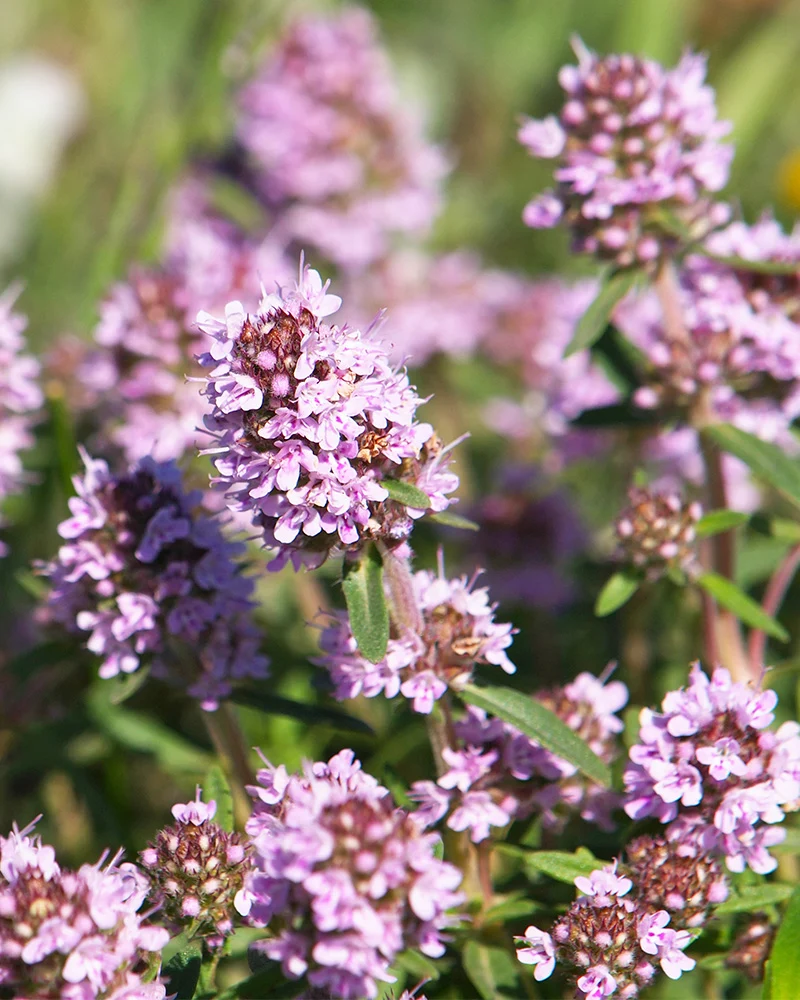 Thymian