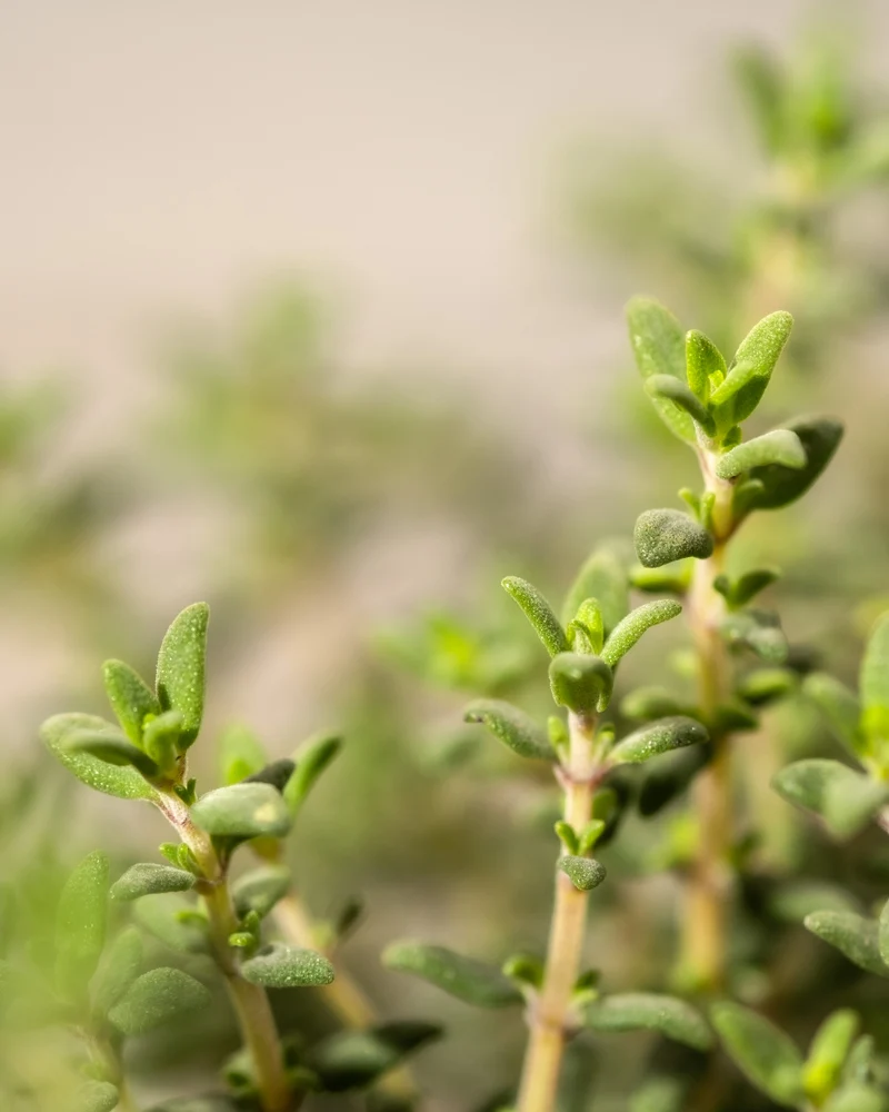 Thymian