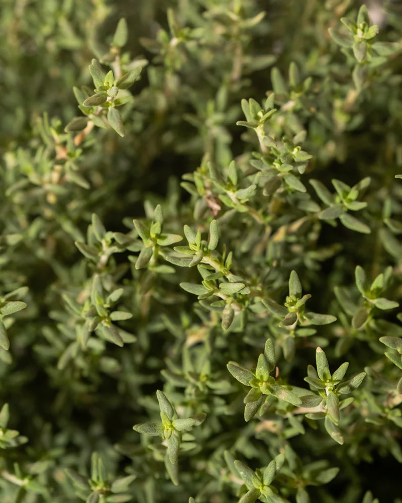 Thymian