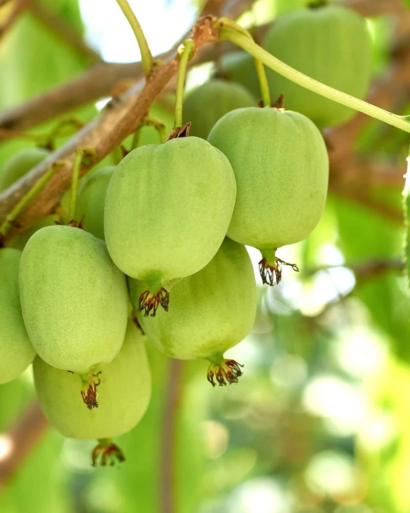 Mini-Kiwi