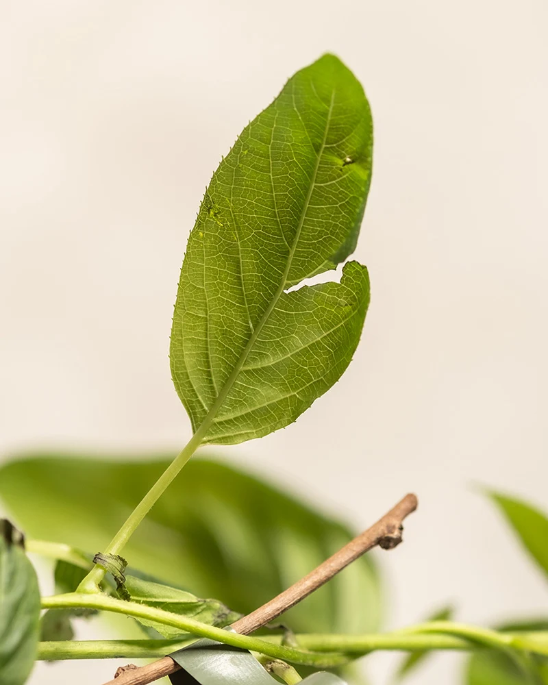 Mini-Kiwi