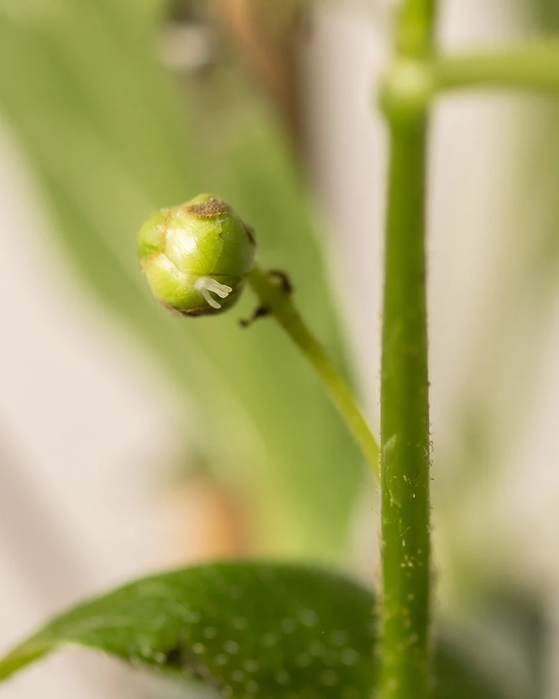 Mini-Kiwi