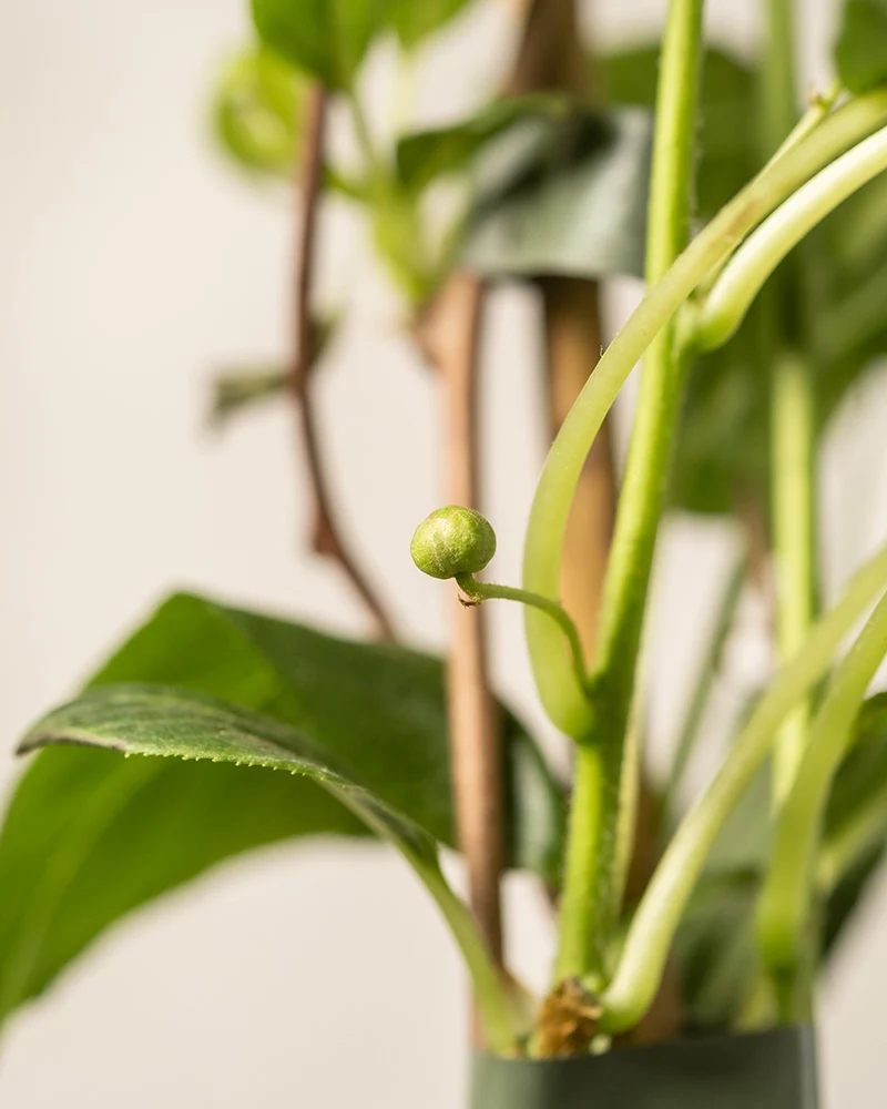 Mini-Kiwi