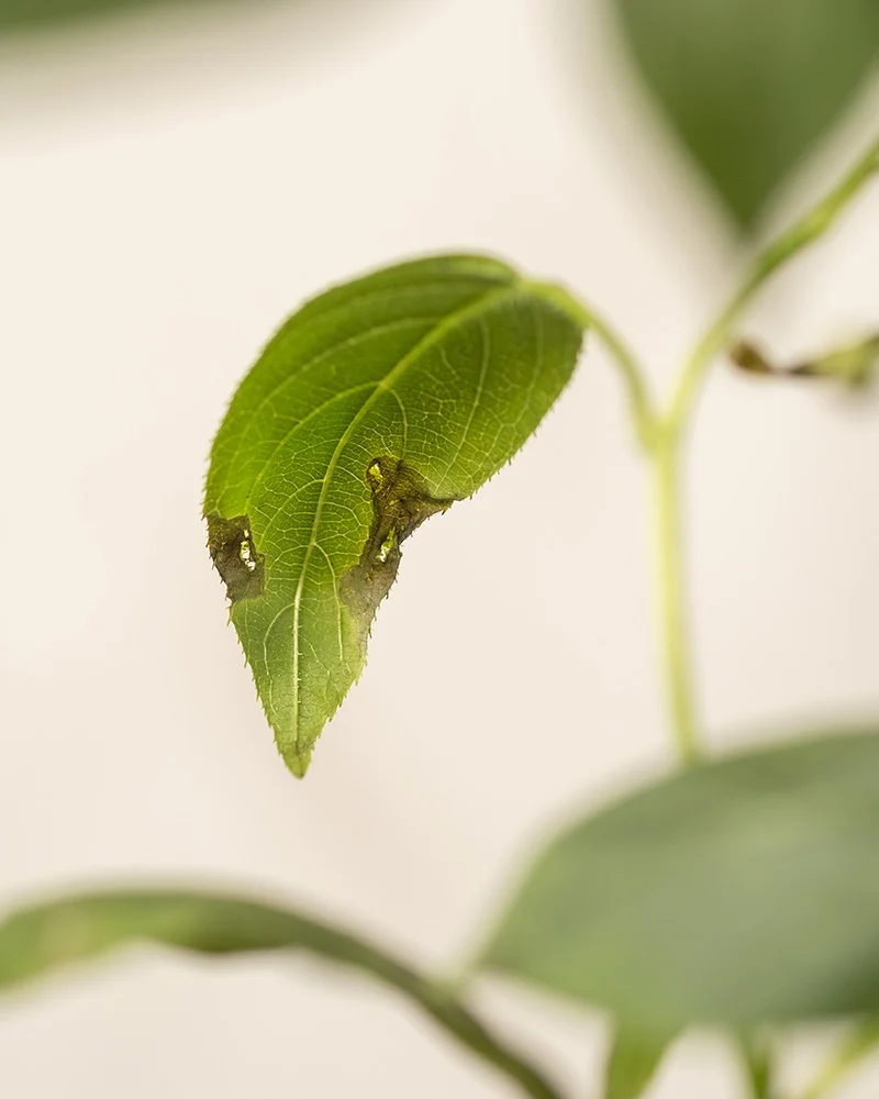 Mini-Kiwi