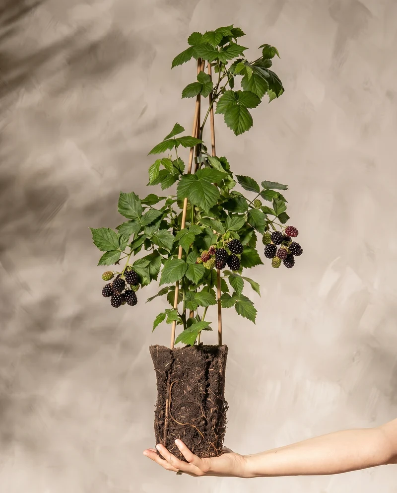 Brombeere