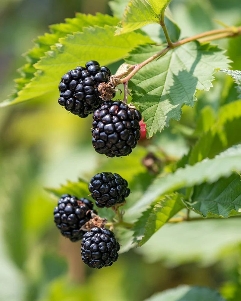 Brombeere