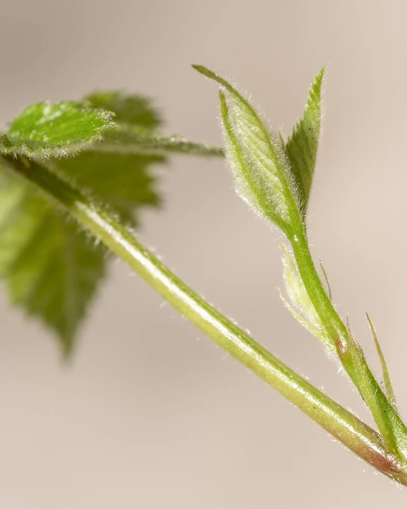 Brombeere