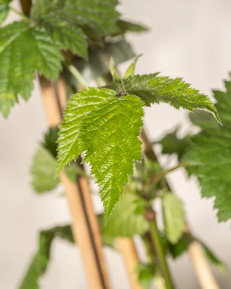 Brombeere
