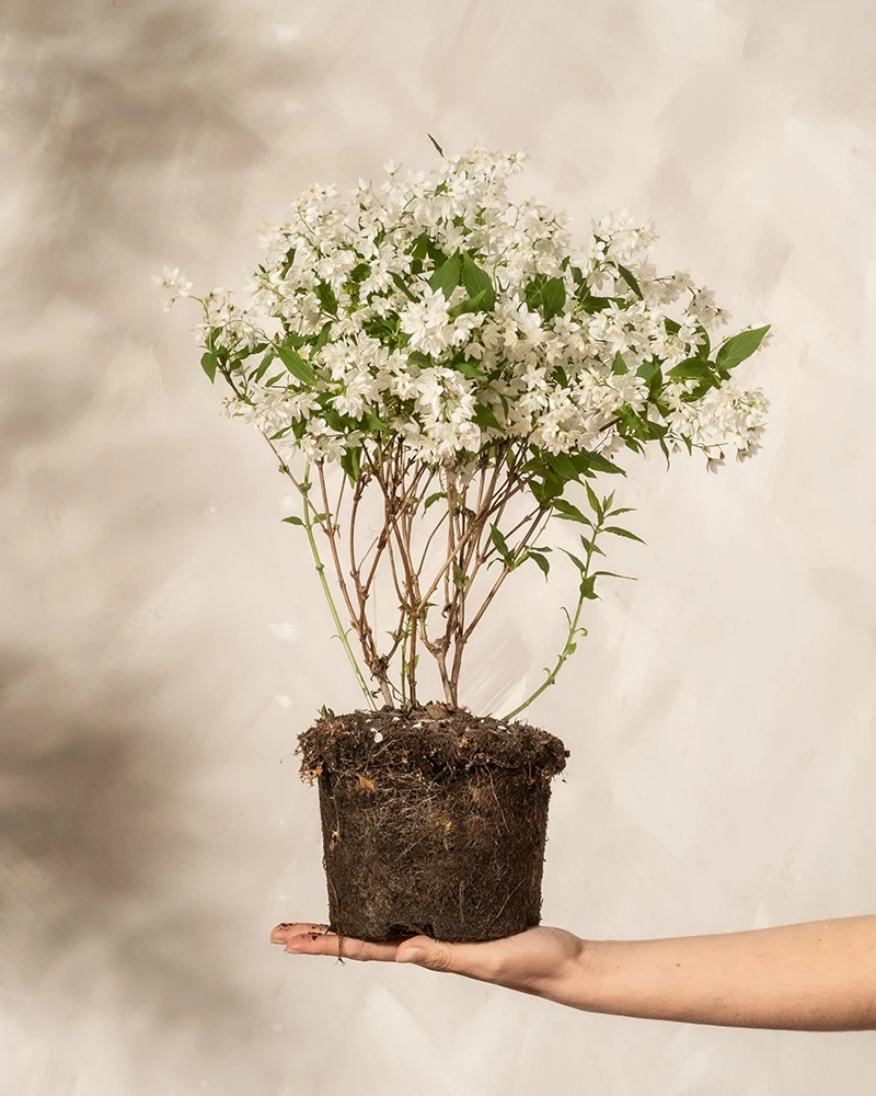 Deutzia gracilis