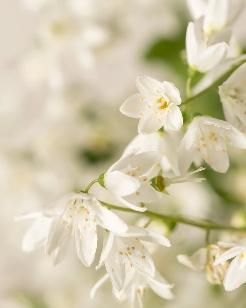 Deutzia gracilis